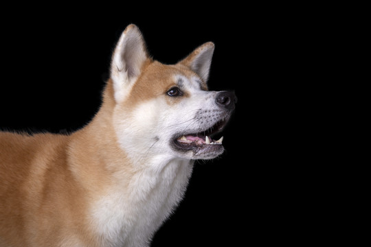 秋田犬宠物狗