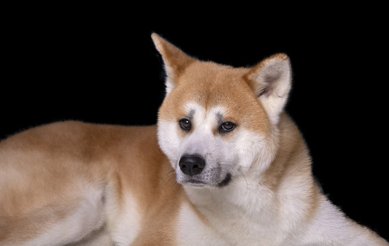 秋田犬宠物狗