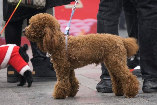 泰迪犬