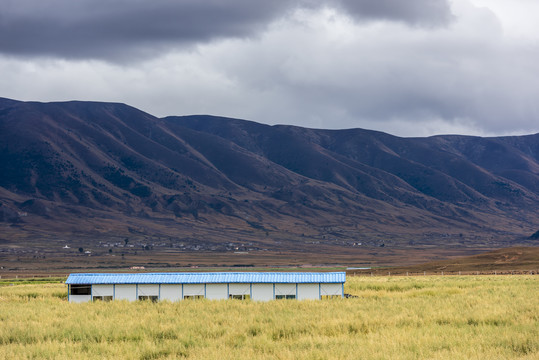 川西高原牧场