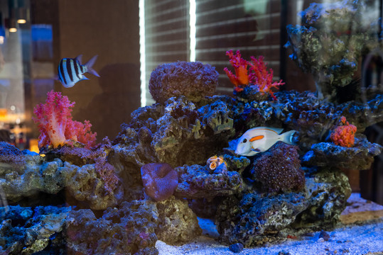 水族箱造景