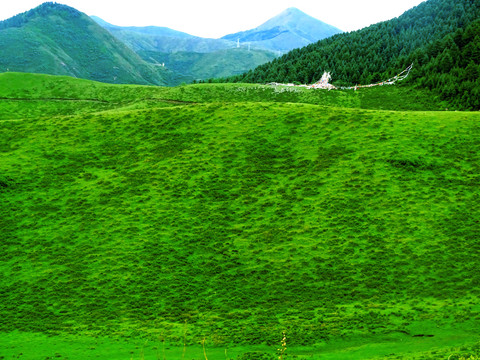 草原山坡风光