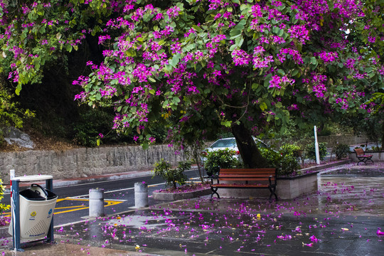 紫荆树下的长椅