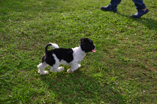 小型犬