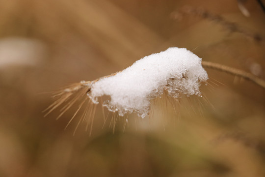 冰雪