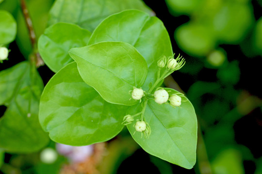 茉莉花