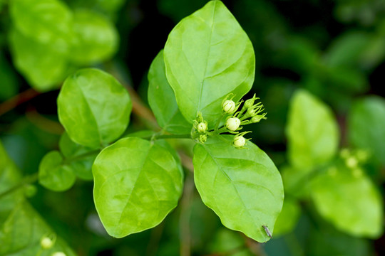 茉莉花