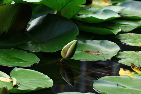 莲花蕾