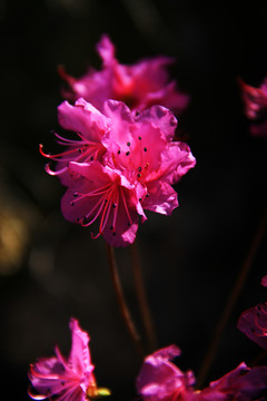 莫力达瓦杜鹃花