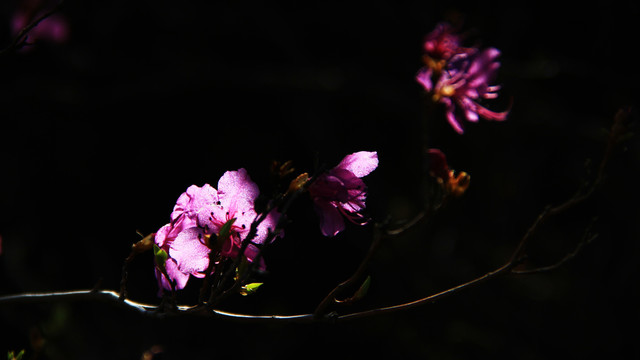 莫力达瓦杜鹃花