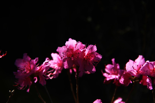 莫力达瓦杜鹃花