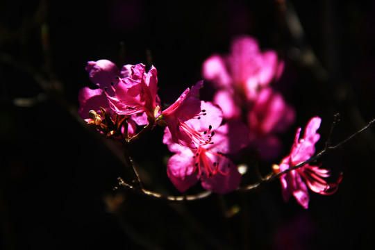 莫力达瓦杜鹃花