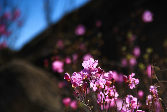 莫力达瓦杜鹃花