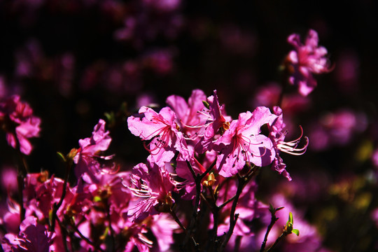 莫力达瓦杜鹃花