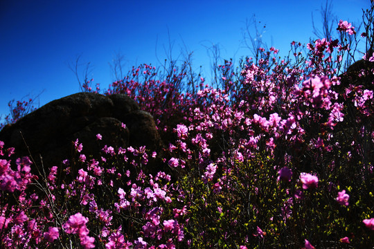 莫力达瓦杜鹃花