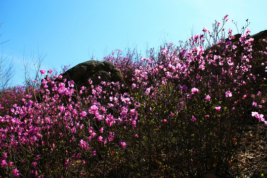 莫力达瓦杜鹃花