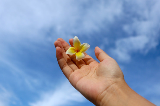 手掌上的花朵