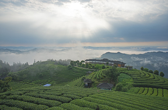 高山茶场