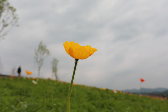 野花