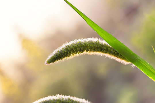 阳光小草