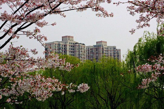 花中城市