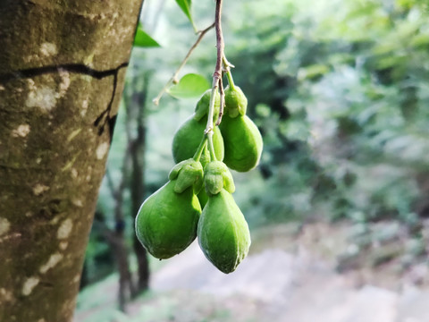 土沉香果