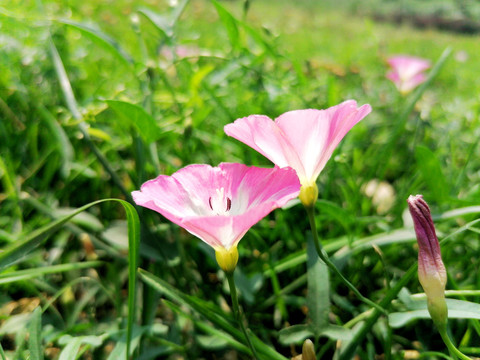 田旋花