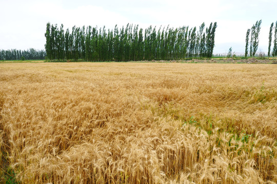 农业作物小麦