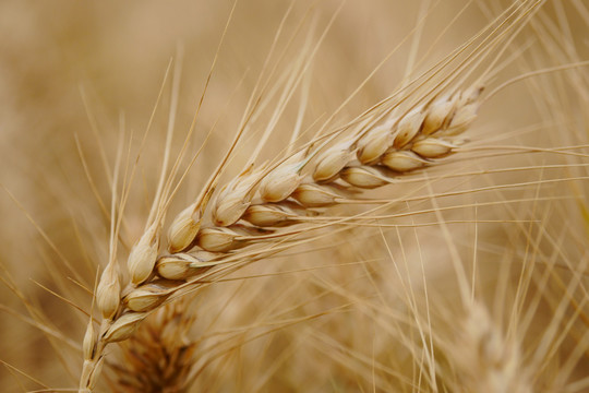 粮食小麦