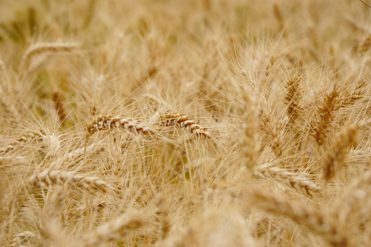 成熟小麦