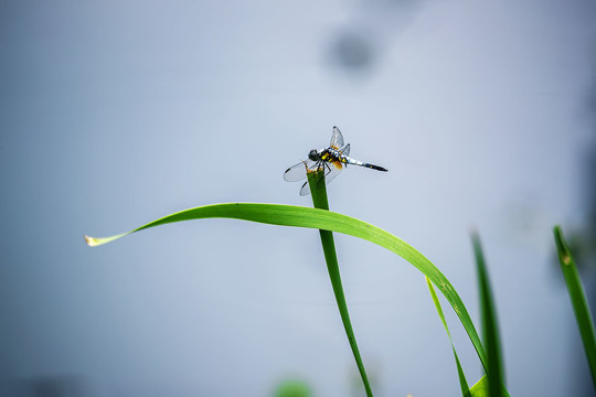 蜻蜓落在水草上