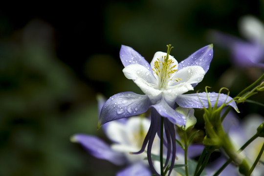 耧斗菜花