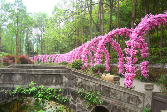 四川彭州丹景山花卉廊架拱门长廊