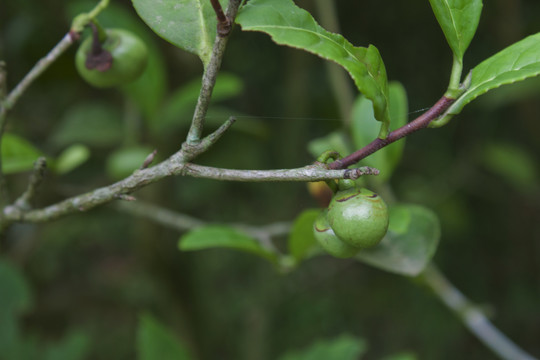 茶籽