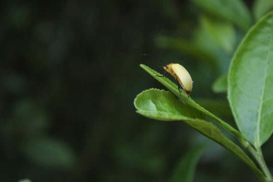 荧火虫