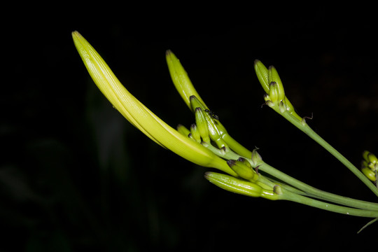 黄花菜