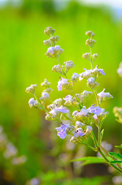 荆花