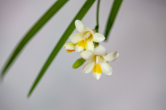 香雪兰花