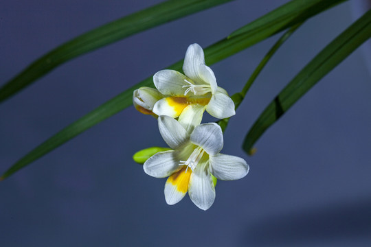 香雪兰花