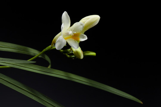 香雪兰花