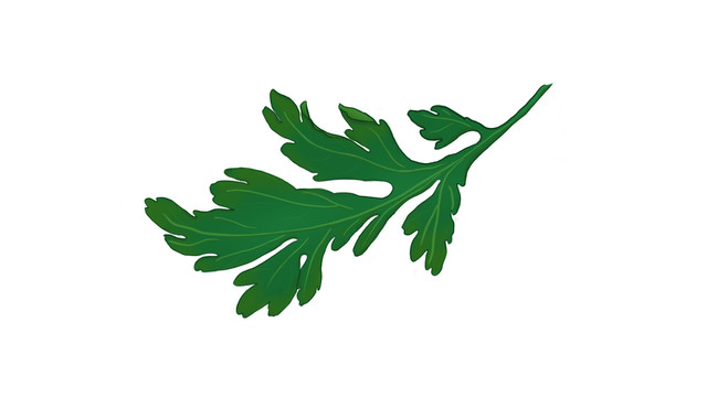 端午節(jié)日素材手繪艾草