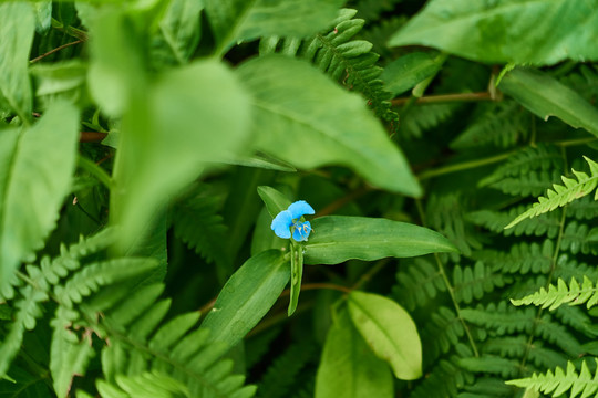 植物花草