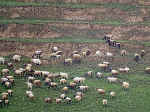 山坡一群羊