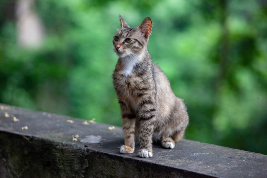 静坐的灰色小猫