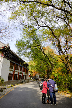 北京大学校园秋景