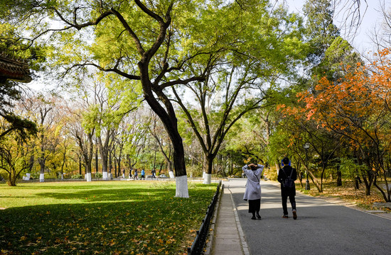 北京大学校园秋景