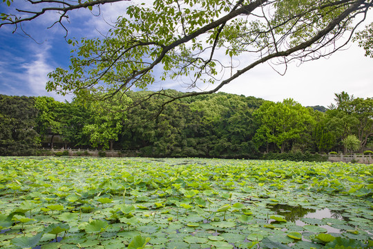 舟山普济寺海印池