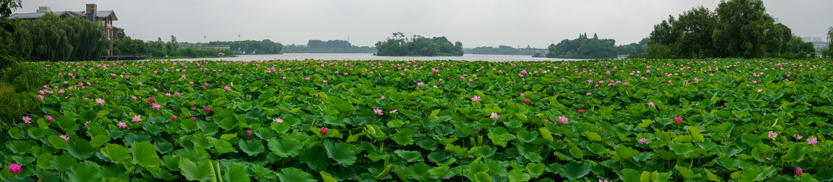 金山湖荷花池