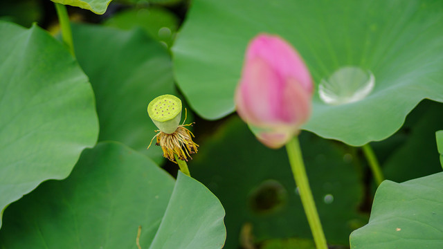 荷花