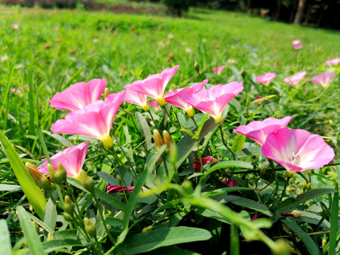 田旋花